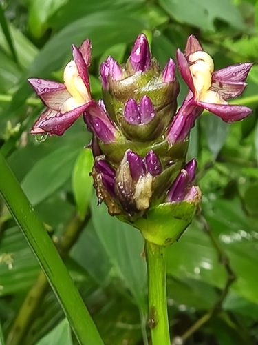Image of Goeppertia latifolia by (c) Jo Roberts, some rights reserved (CC BY)