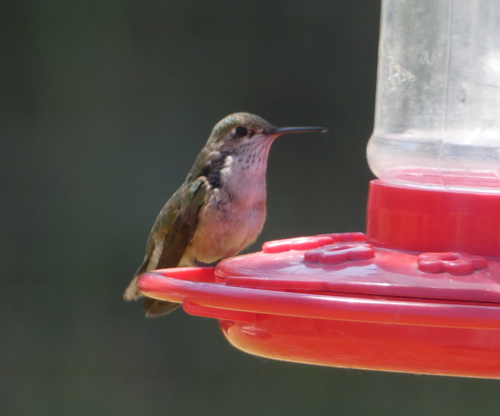 Calliope Hummingbird photographed in Montana
