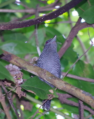 Cymbilaimus lineatus