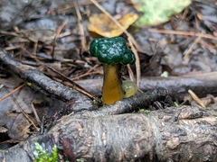 Leotia lubrica image