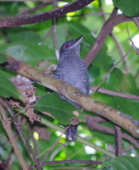 Cymbilaimus lineatus