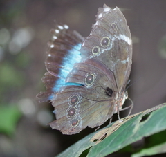 Morpho helenor theodorus