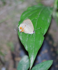 Calycopis isobeon