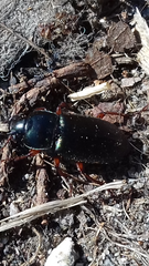 Harpalus affinis