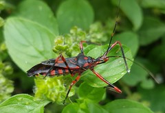 Zelus armillatus