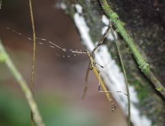 Pseudophasma blanchardi