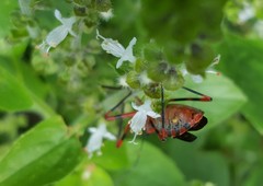 Zelus armillatus
