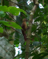 Xiphorhynchus guttatus