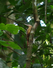 Xiphorhynchus guttatus