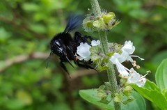 Bombus morio