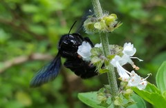 Bombus morio