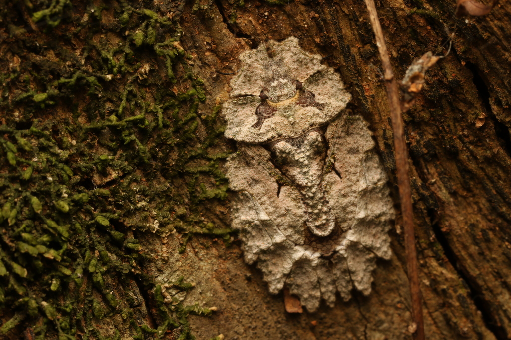 Phloeophana longirostris