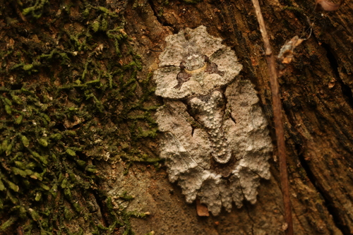Phloeophana longirostris