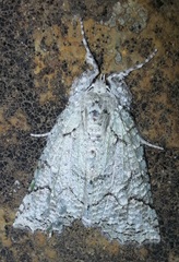 Declana niveata