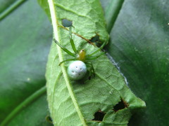 Aoaraneus pentagrammicus