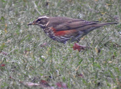 Turdus iliacus