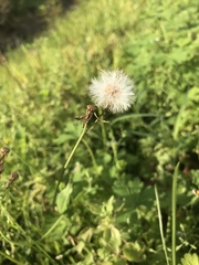 Angiospermae