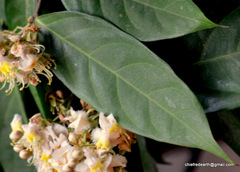 Hiptage benghalensis