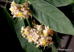 Hiptage benghalensis