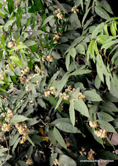 Hiptage benghalensis