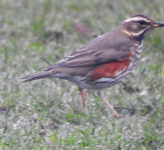 Turdus iliacus