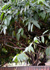 Hiptage benghalensis