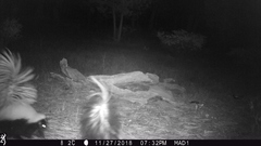 Mephitis mephitis estor