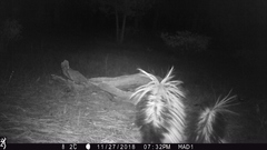 Mephitis mephitis estor