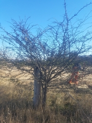 Crataegus gaylussacia