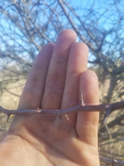 Crataegus gaylussacia