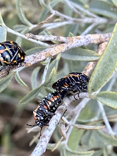 iNaturalist observation photo of Harlequin Bug