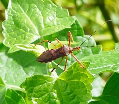 Zelus janus