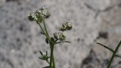 Cryptantha utahensis