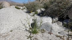 Cryptantha utahensis