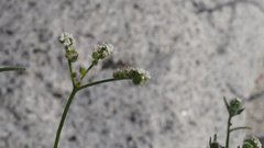 Cryptantha utahensis