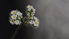 Cryptantha utahensis