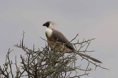 Bare-faced Go-away-bird (Crinifer personatus), photo 7
