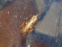 Acleris pulverosana