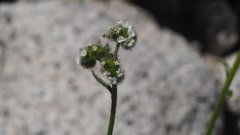 Cryptantha utahensis