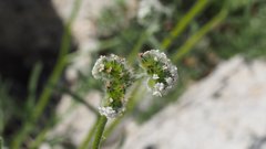 Cryptantha utahensis