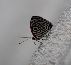 Diaethria clymena