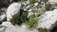 Cryptantha utahensis