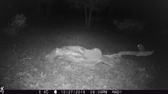 Megascops trichopsis