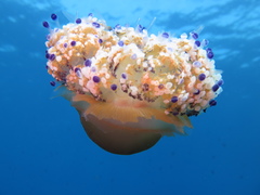 Cotylorhiza tuberculata