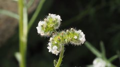 Cryptantha utahensis