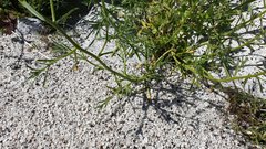 Cryptantha utahensis