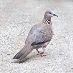 Streptopelia chinensis