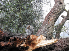 Sciurus carolinensis