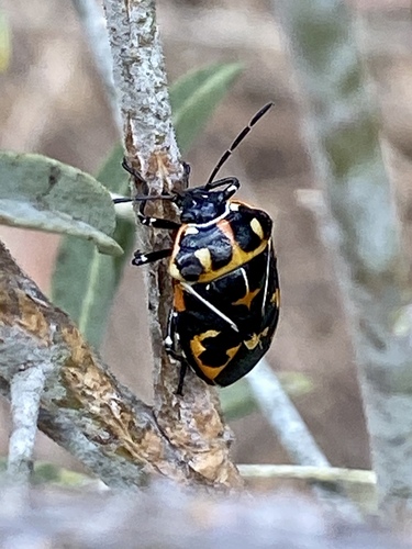 iNaturalist observation photo of Harlequin Bug