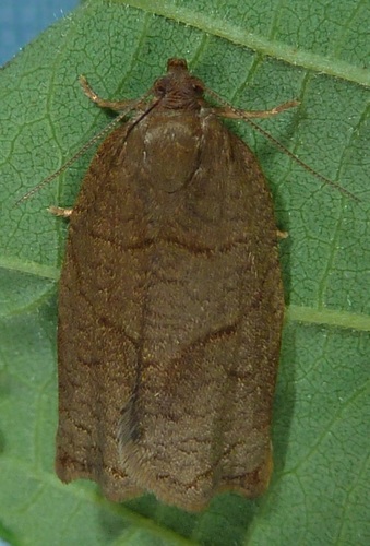 Rose Tortrix Moth, photo 3 of 10